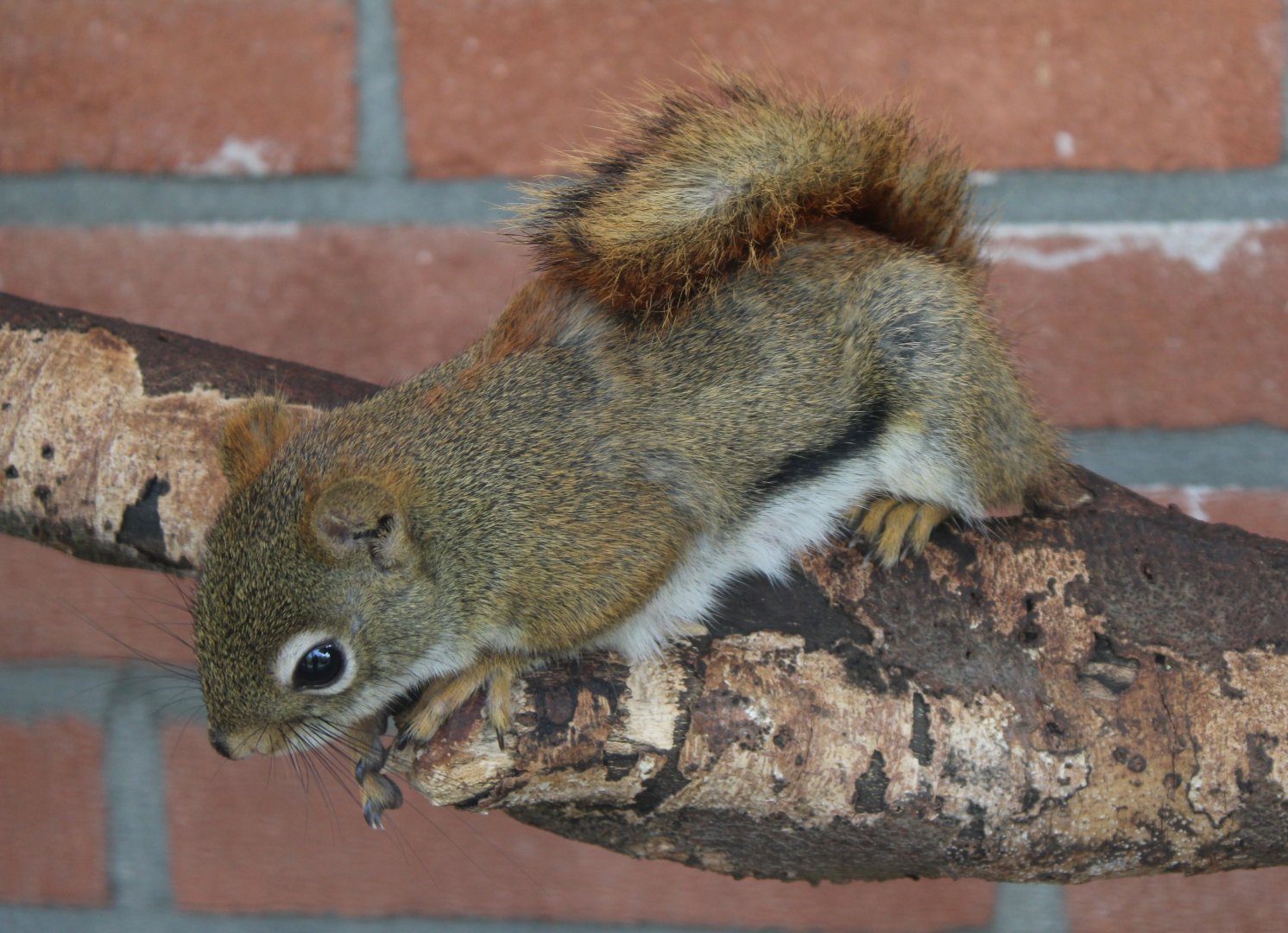 American red squirrel