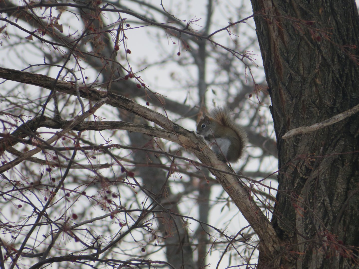 American Red Squirrel