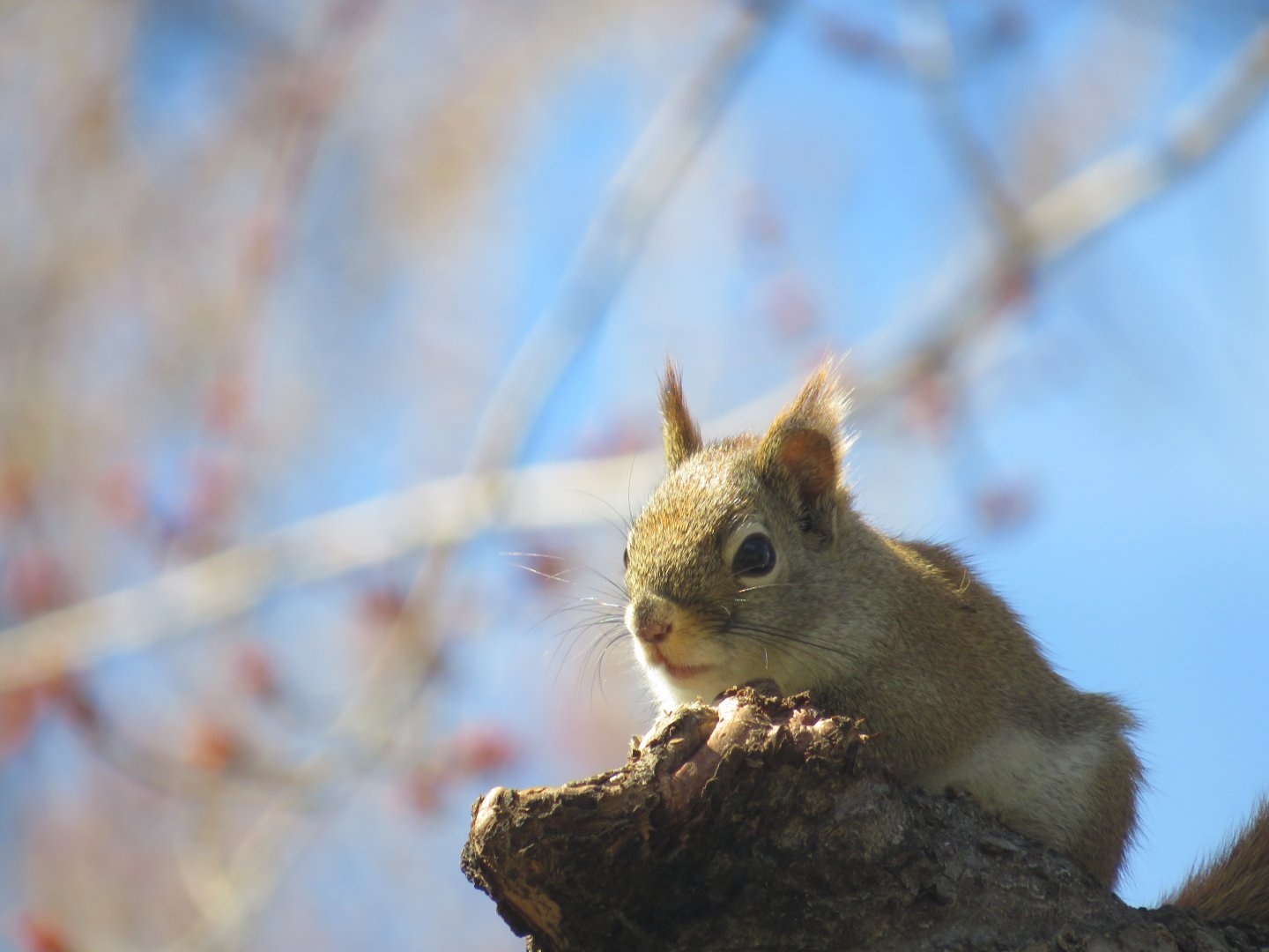 American Red Squirrel