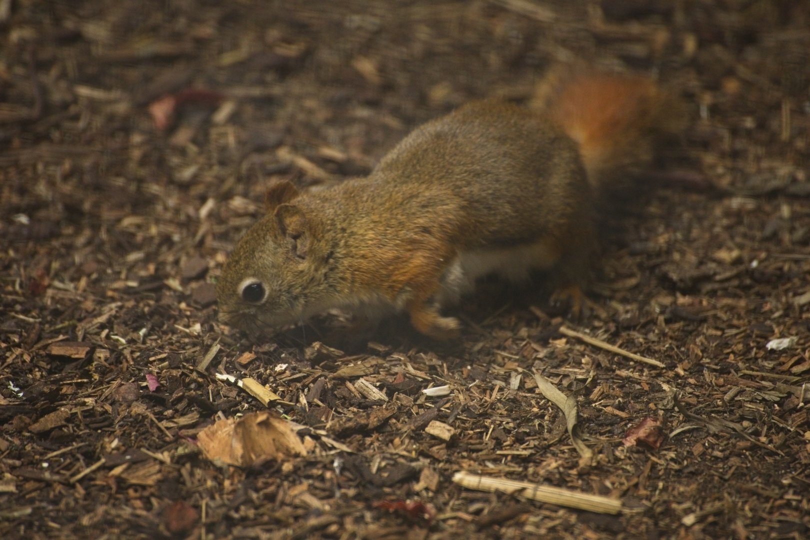 American Red Squirrel