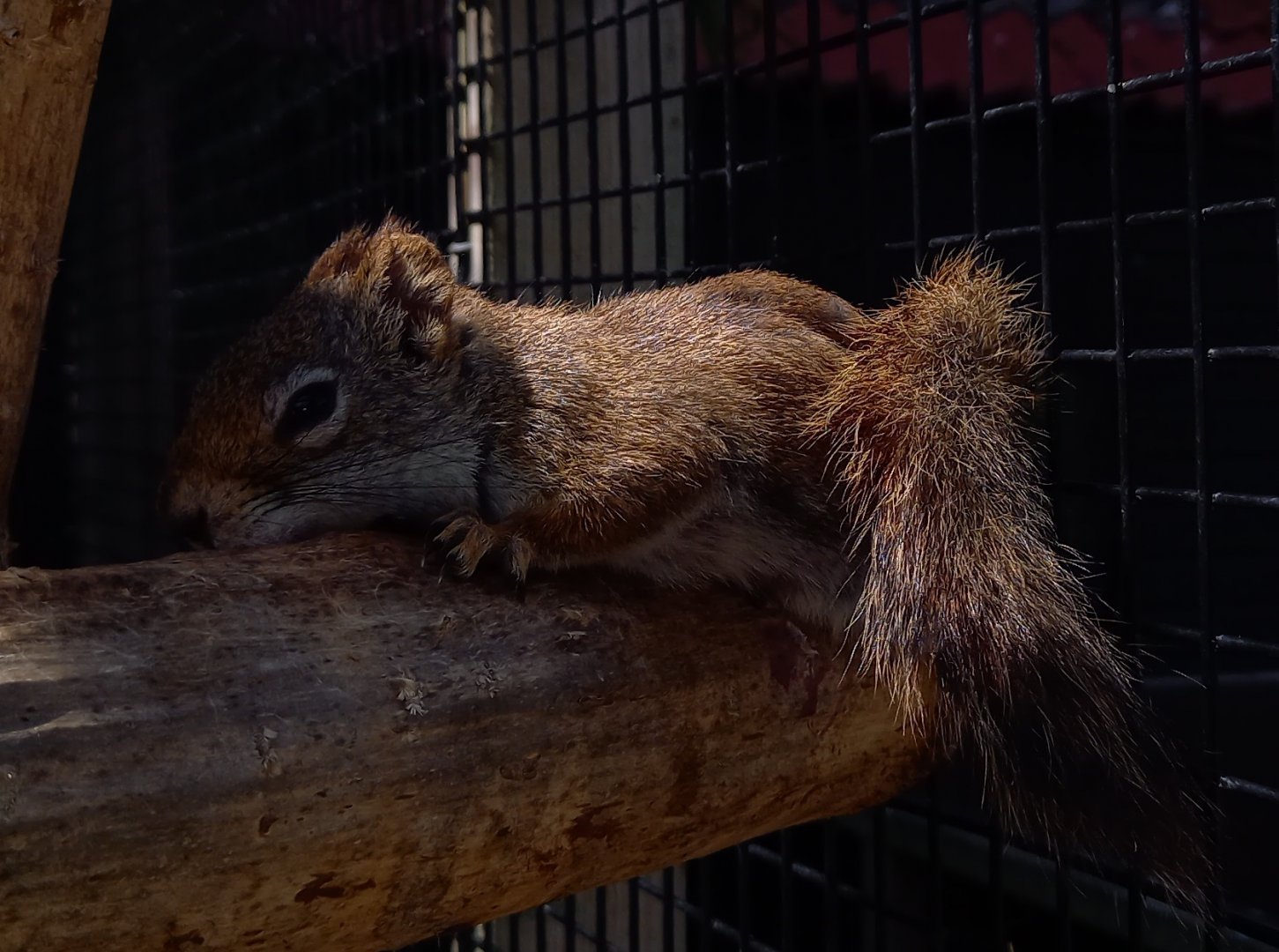 American red squirrel