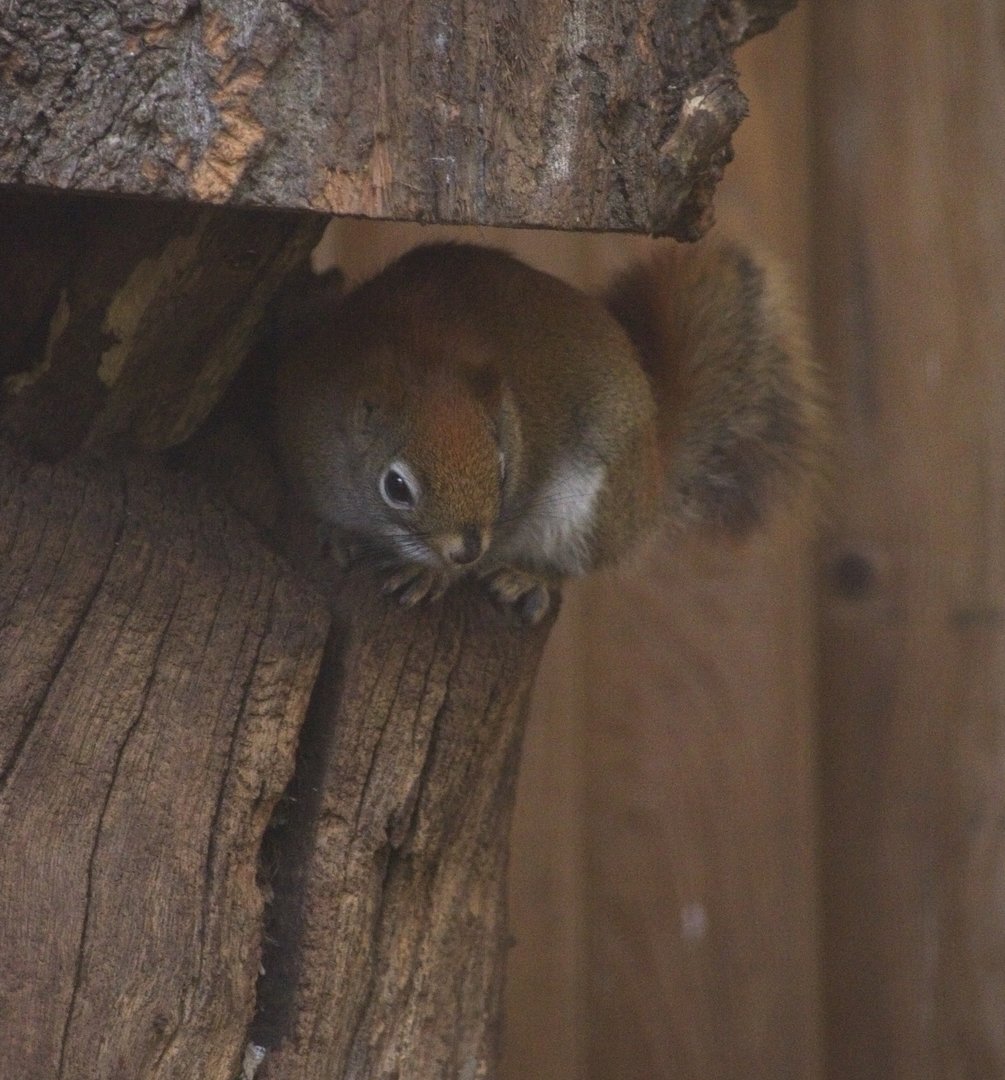 American Red Squirrel
