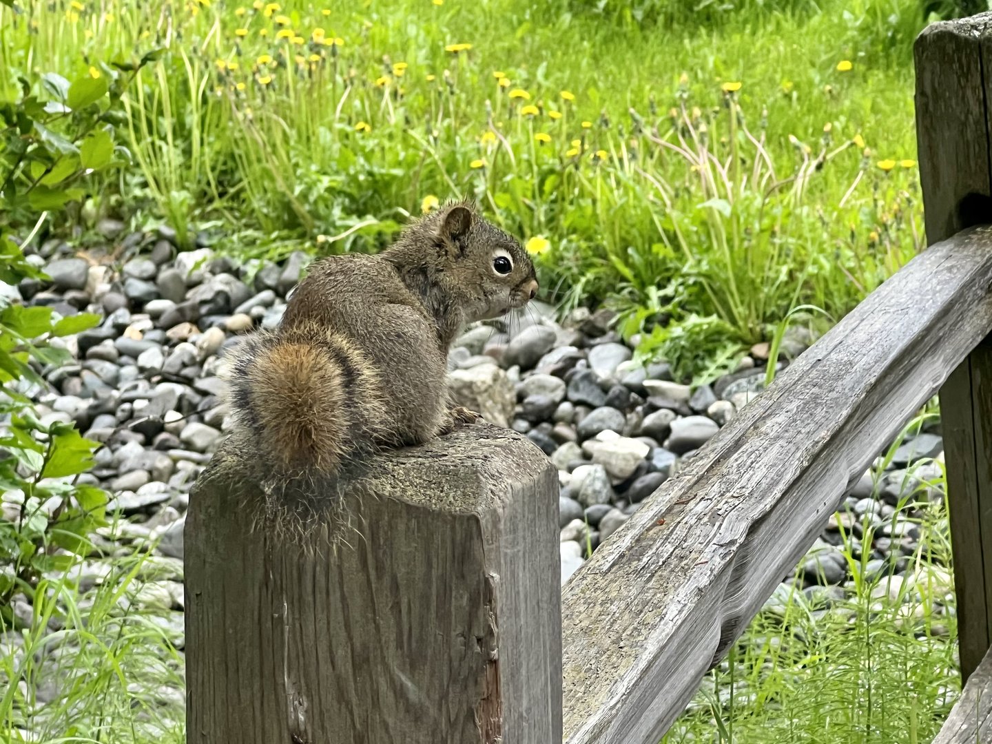 American Red Squirrel