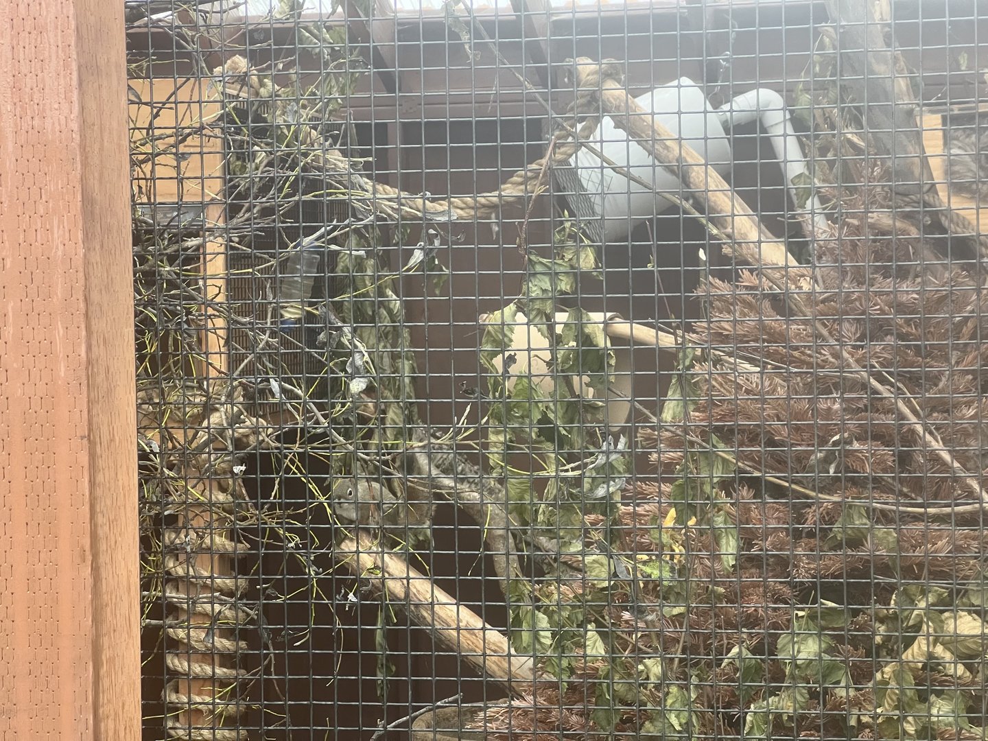 American Red Squirrel