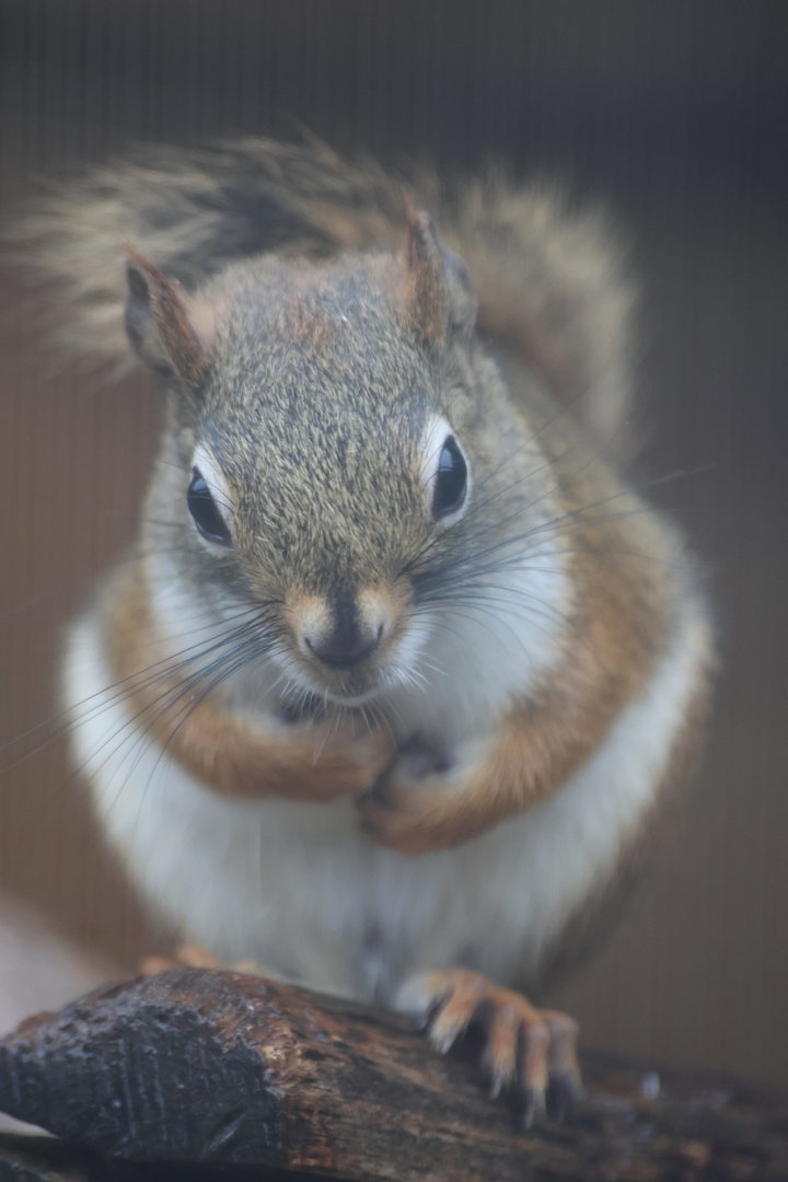 American Red Squirrel