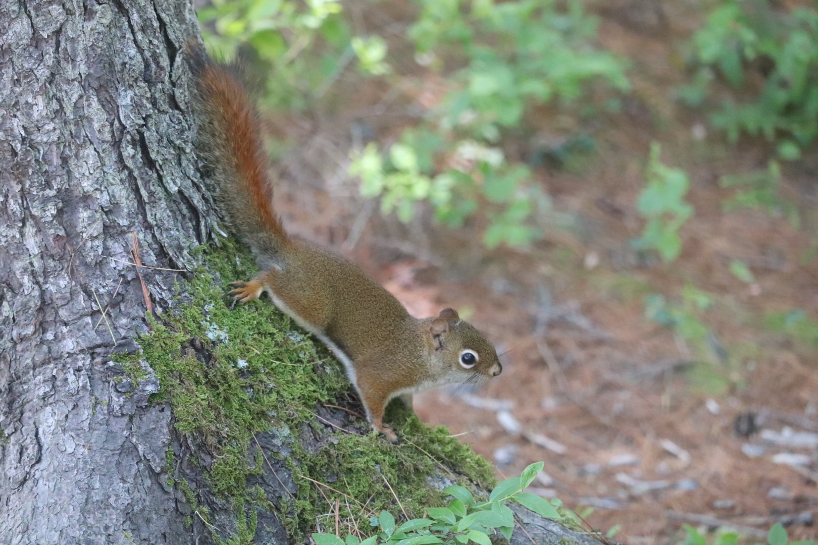 American Red Squirrel