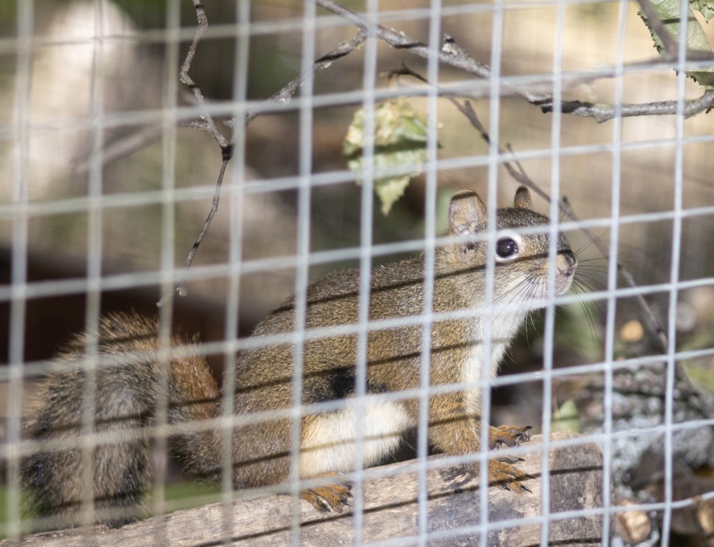 American Red Squirrel