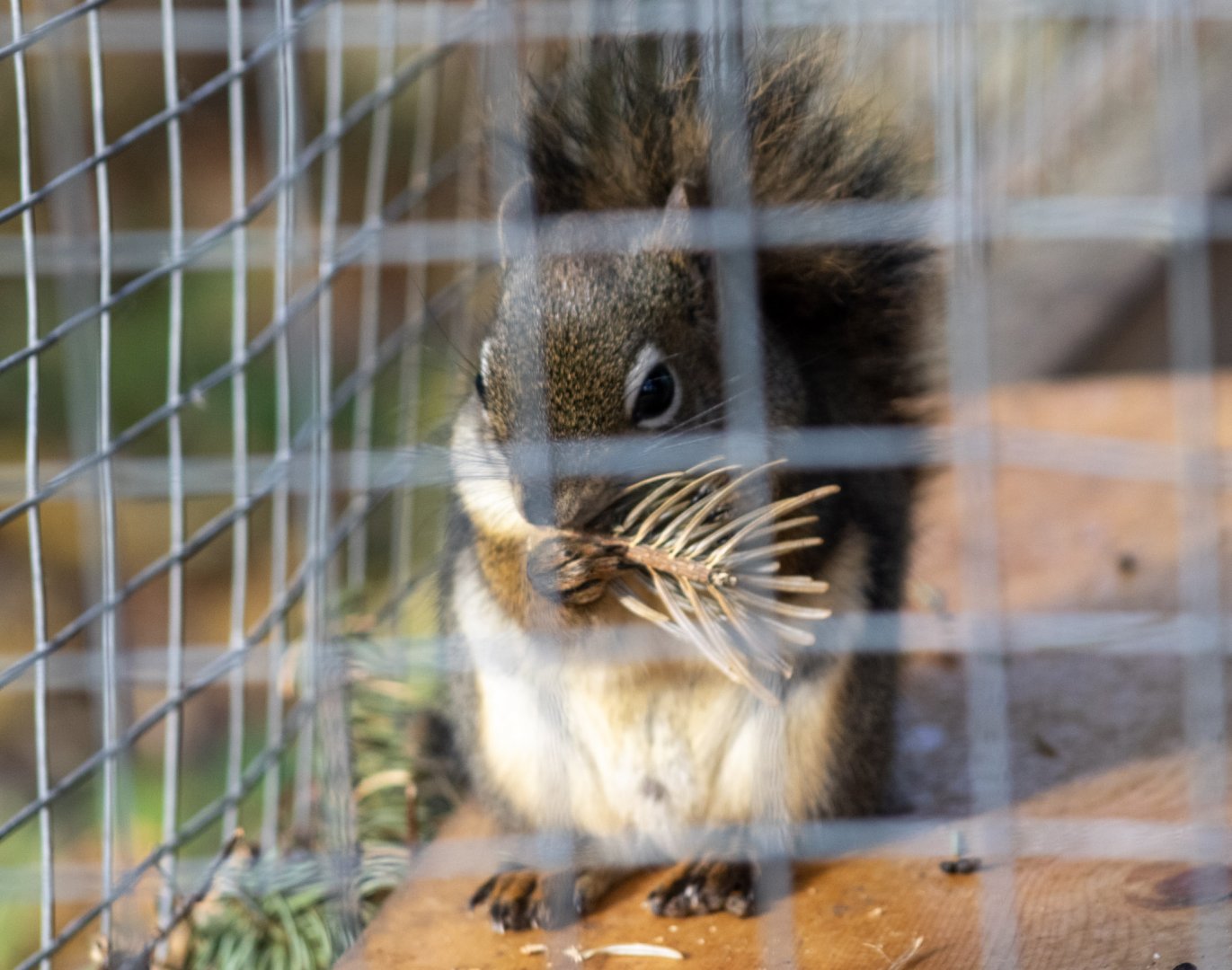 American Red Squirrel