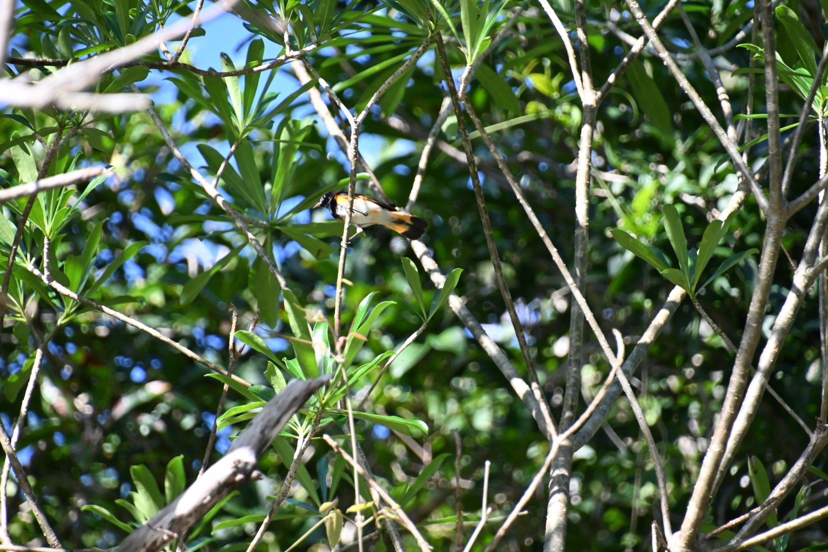 American redstart (Setophaga ruticilla)