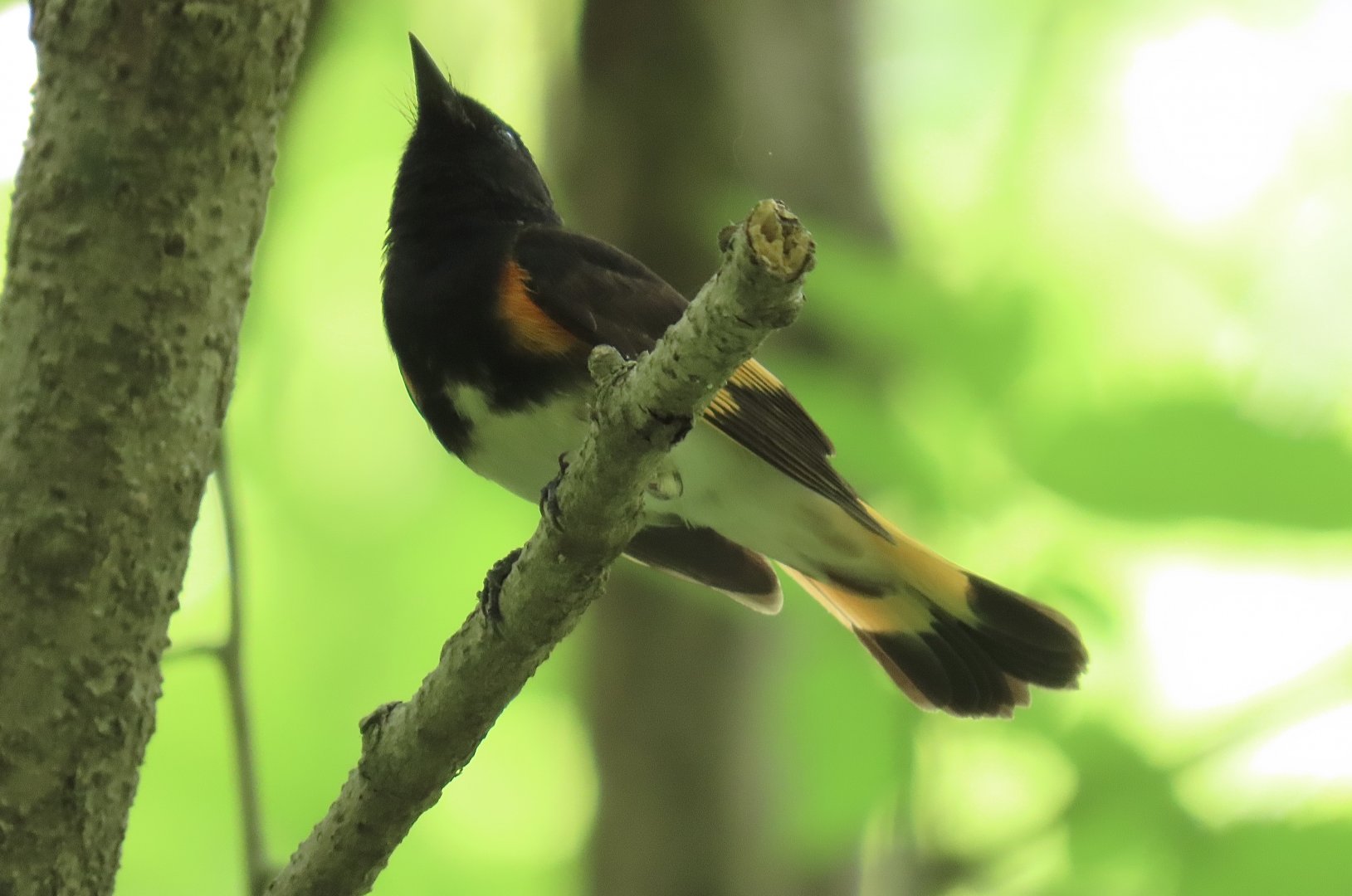 American Redstart (Setophaga ruticilla)