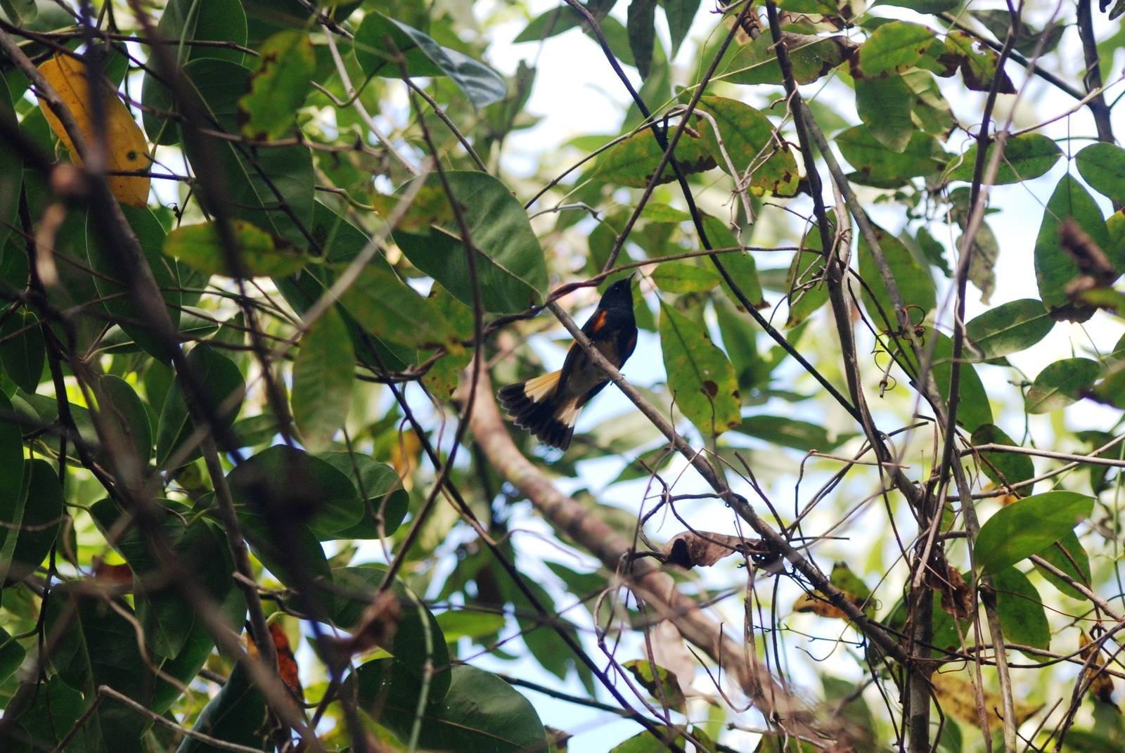 American Redstart, Western Everglades/Big Cypress, October 2013