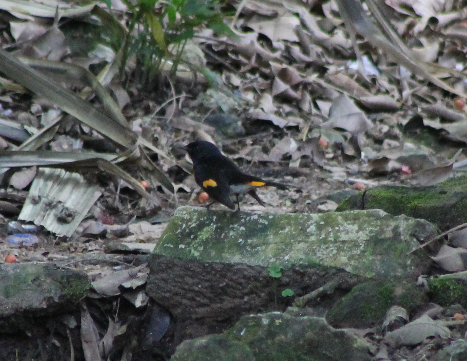 American redstart
