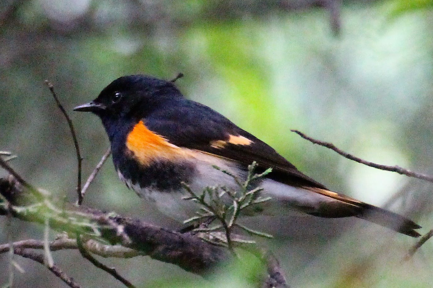 American Redstart