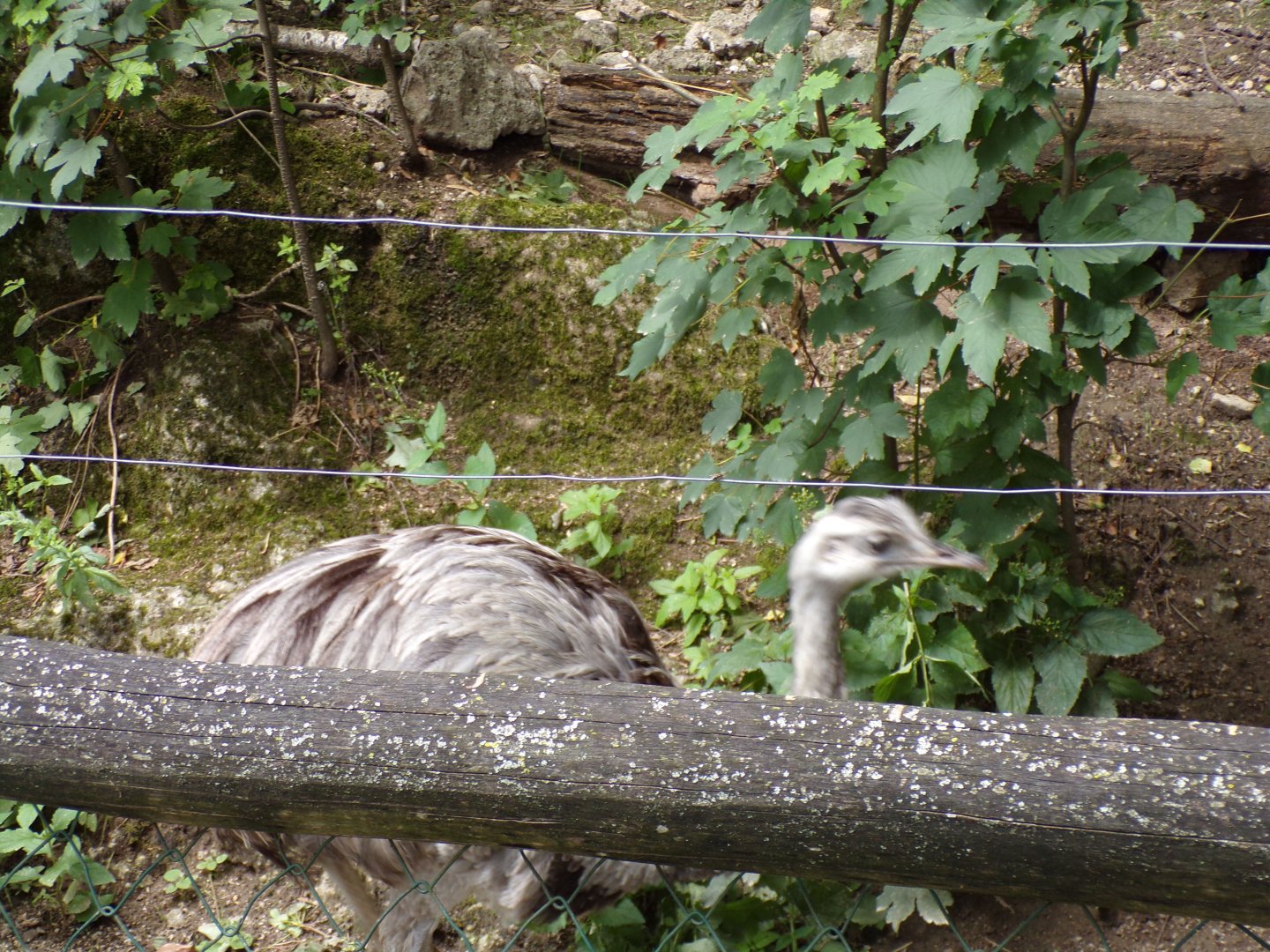 “American” rhea 13.7.25