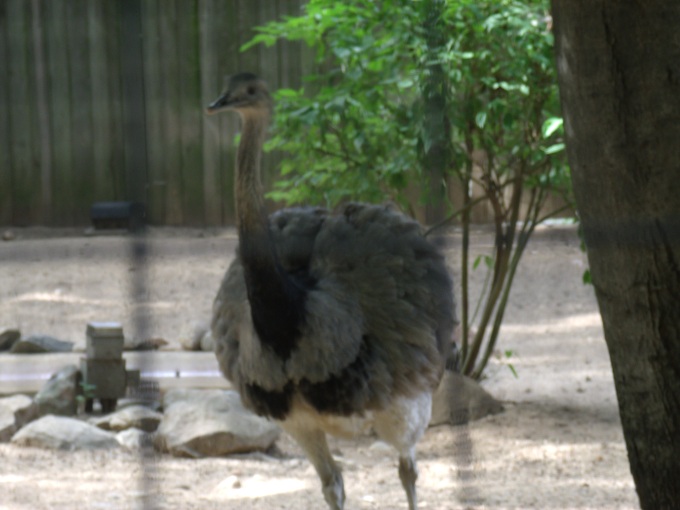 American Rhea