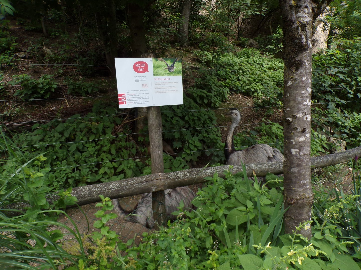 “American” rheas 13.7.25