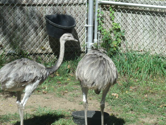 American Rheas