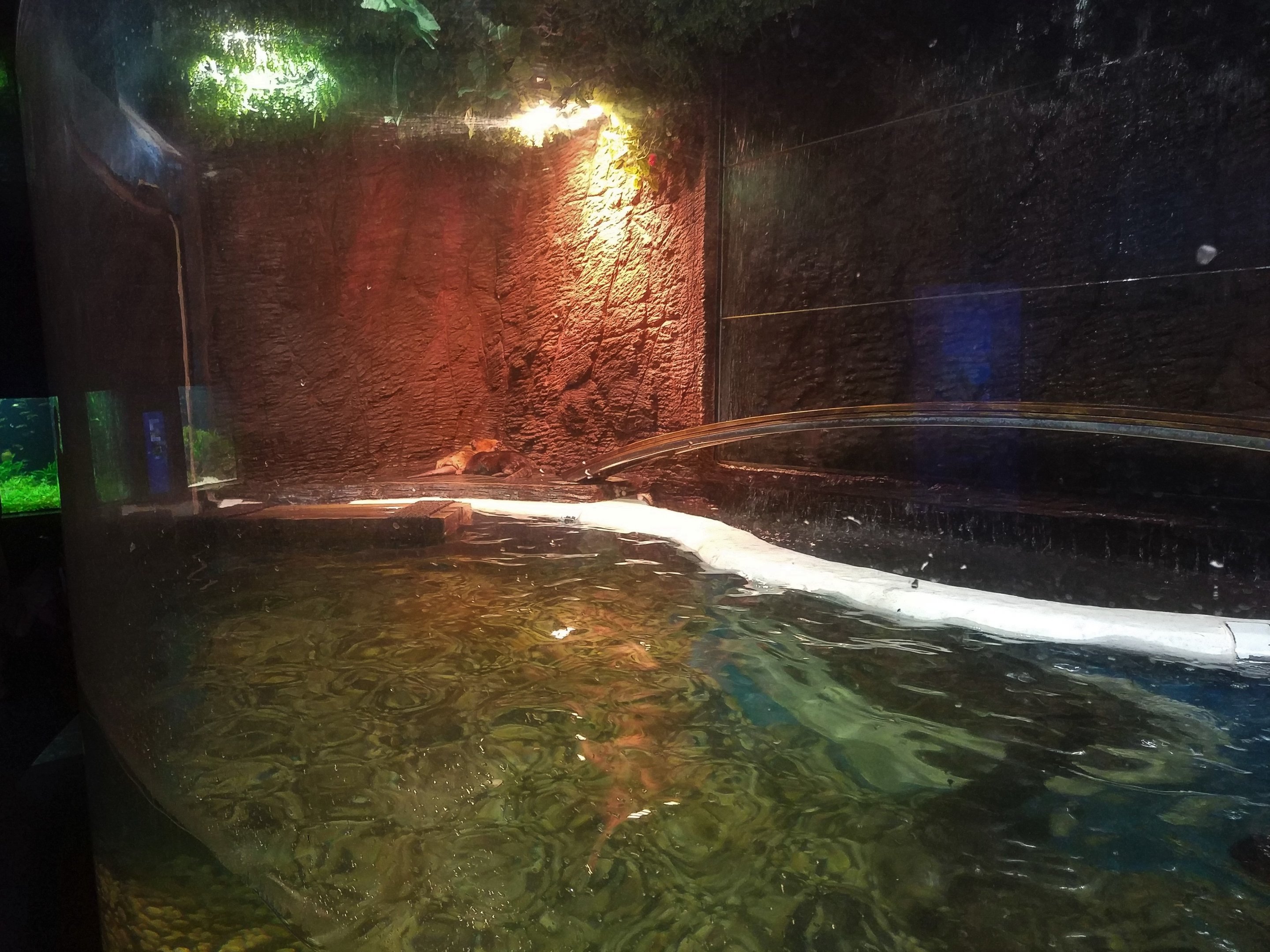 American River Otter Exhibit