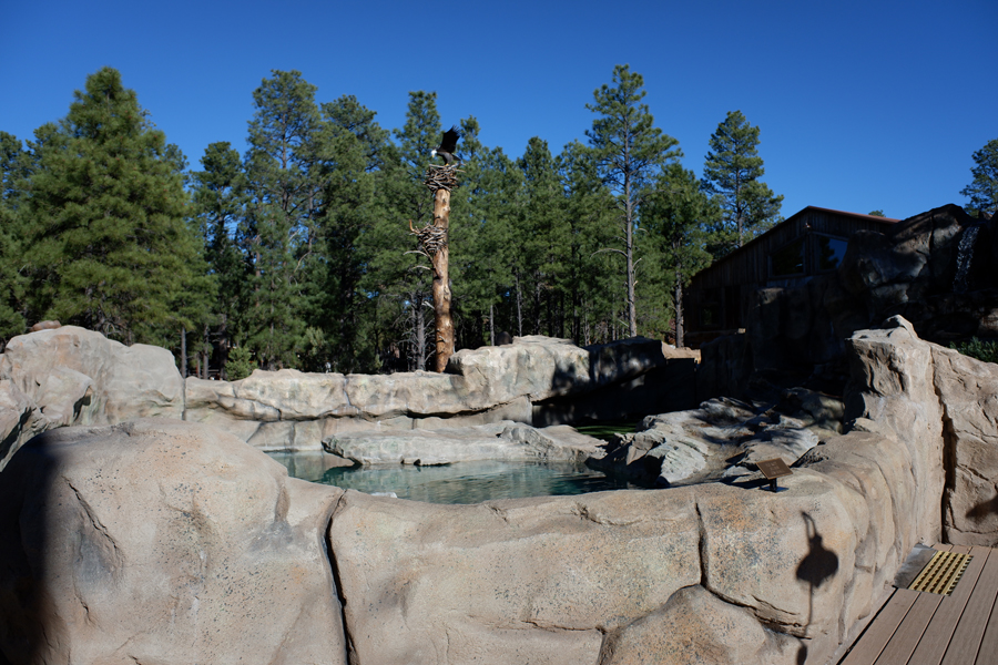 american river otter exhibit