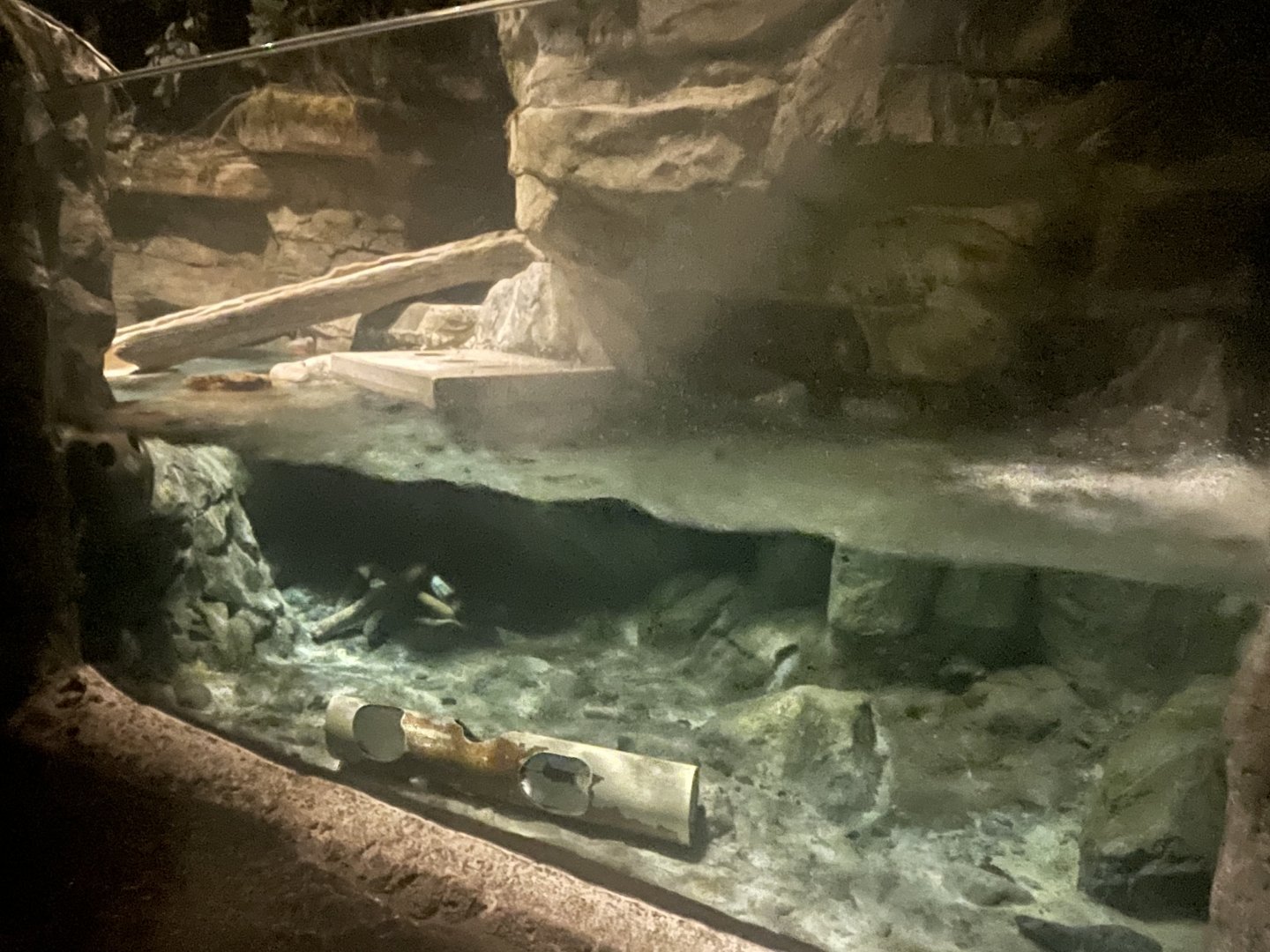 American River Otter Exhibit