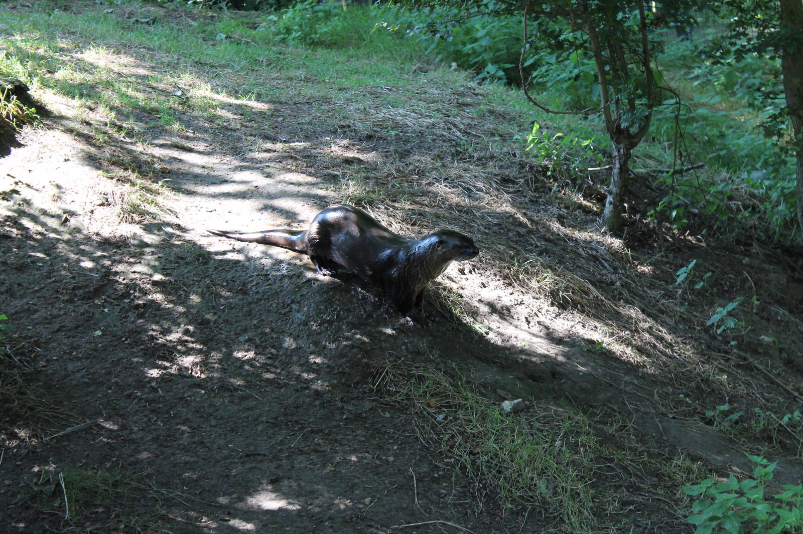 American River Otter