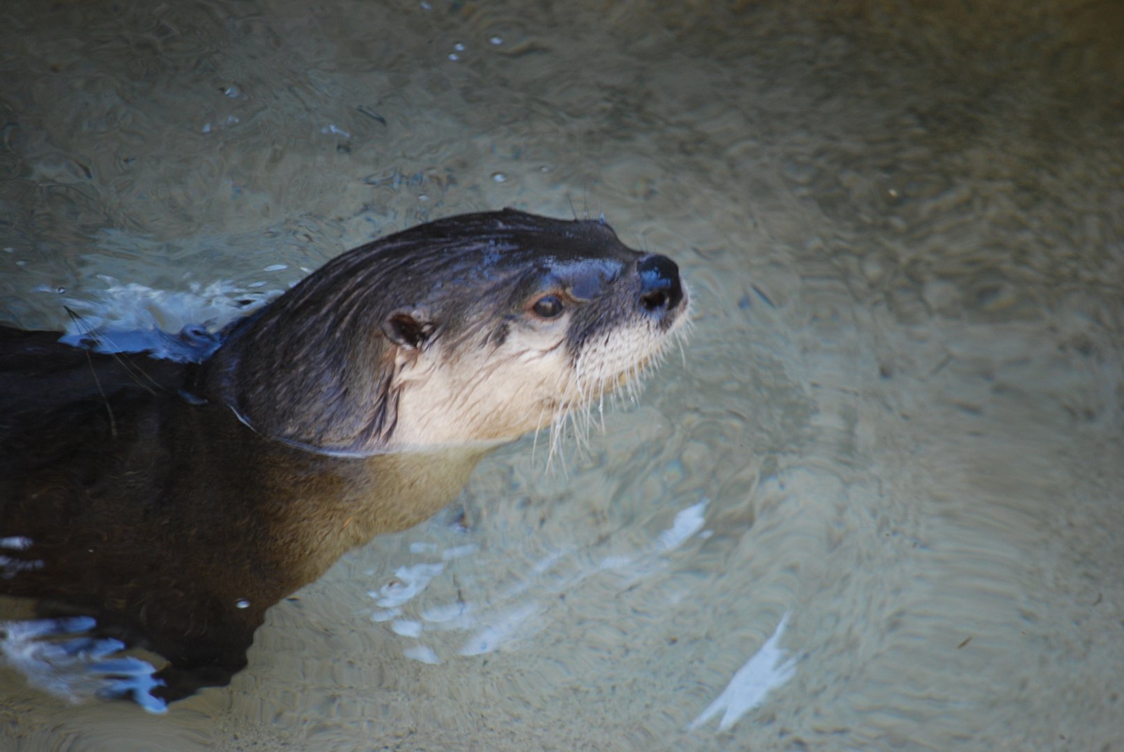 American River Otter