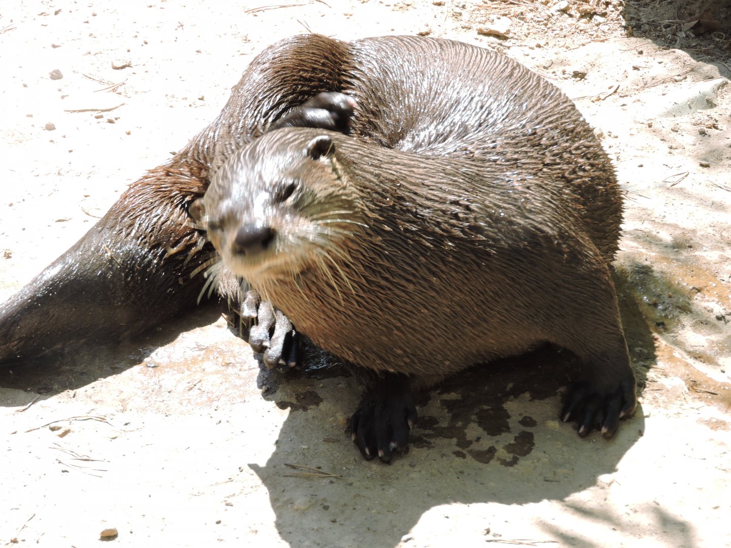 American River Otter