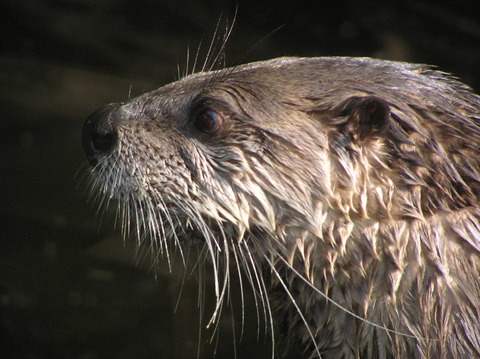 American River Otter