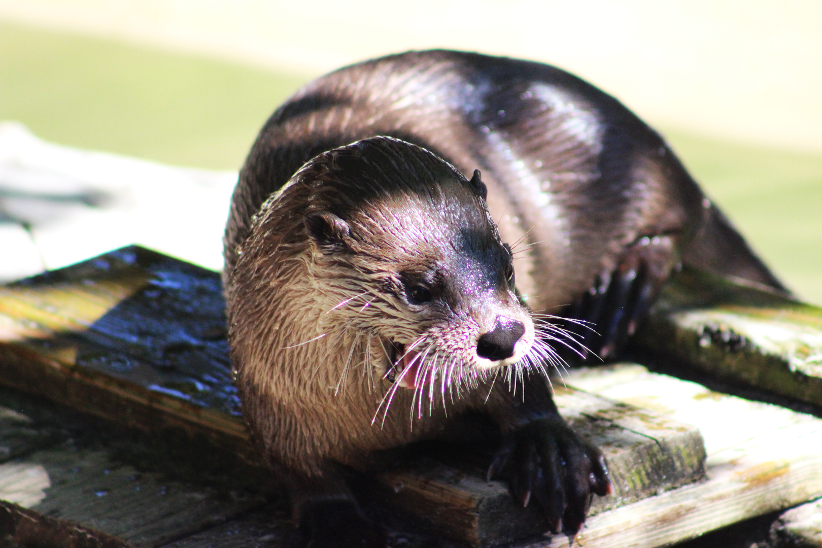American River Otter