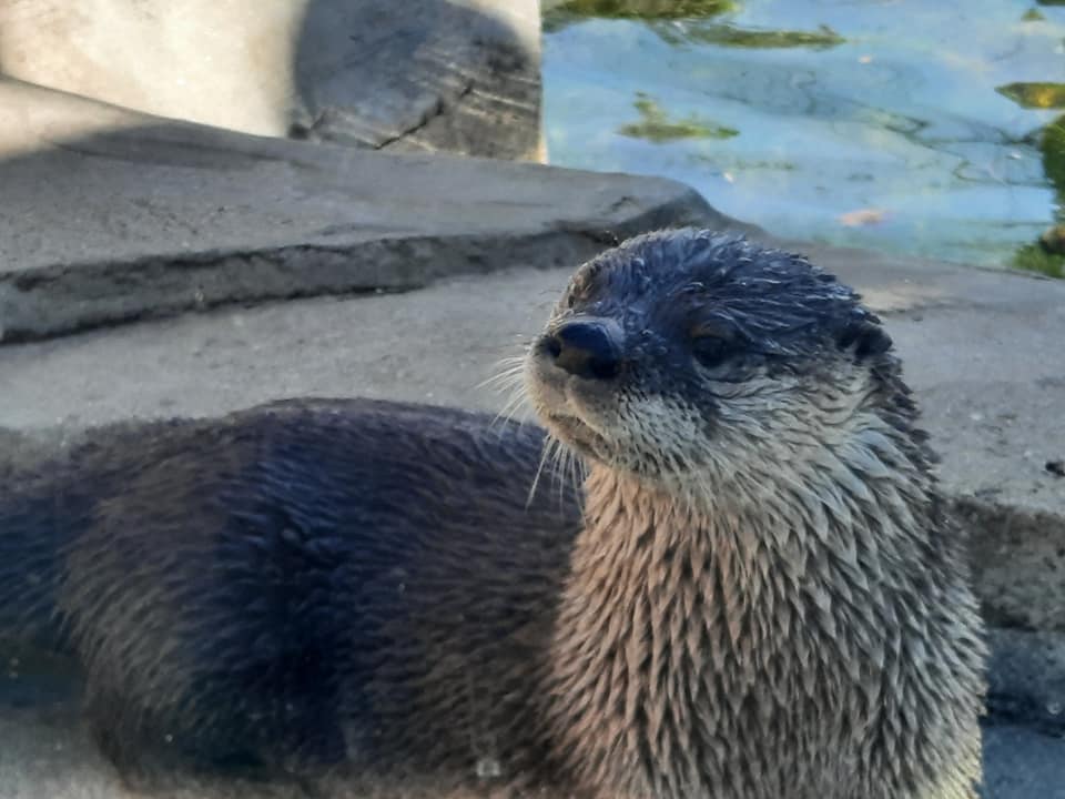 American River Otter