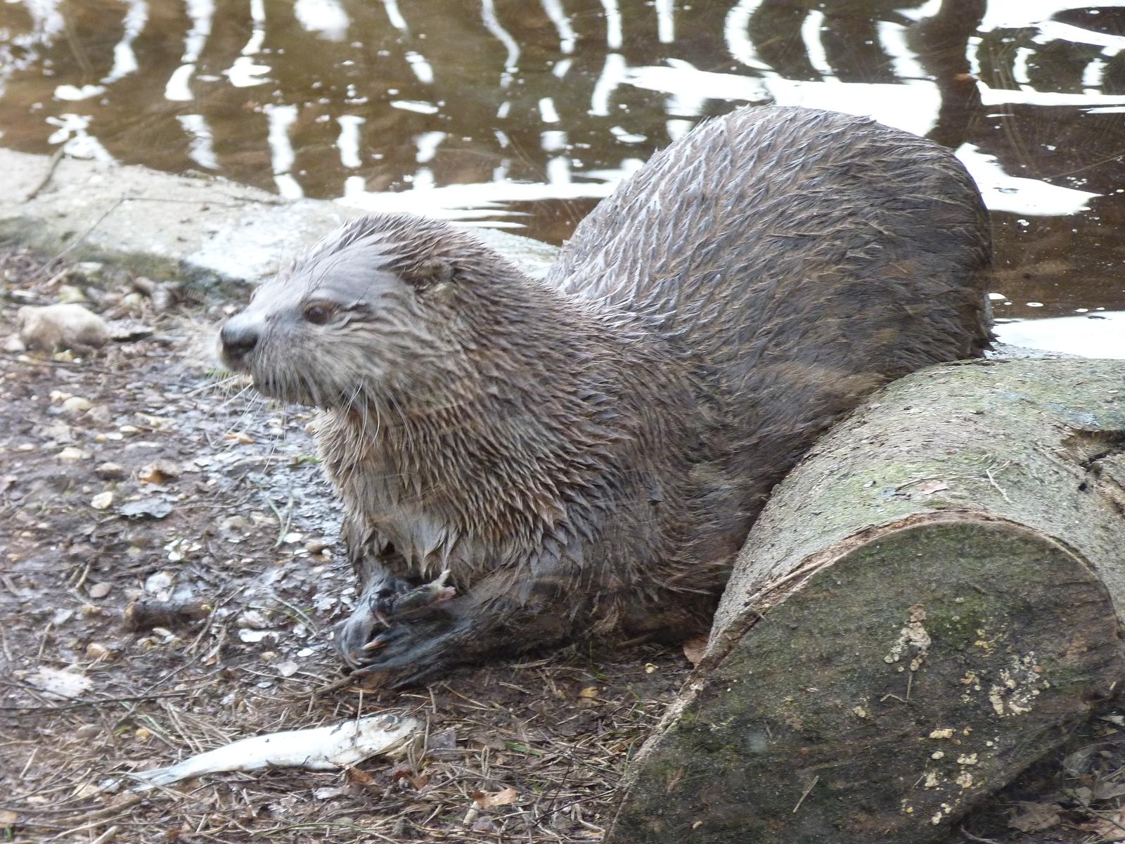 American River Otter