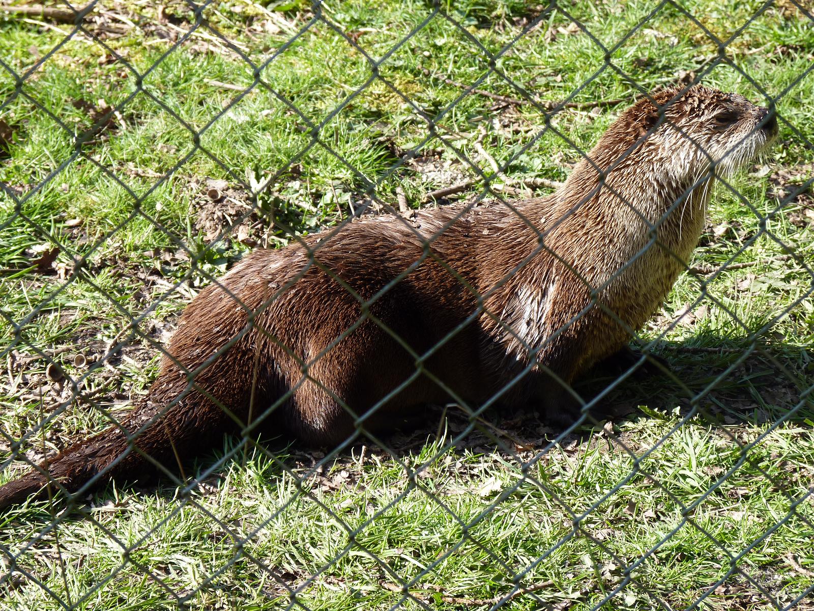 American River Otter