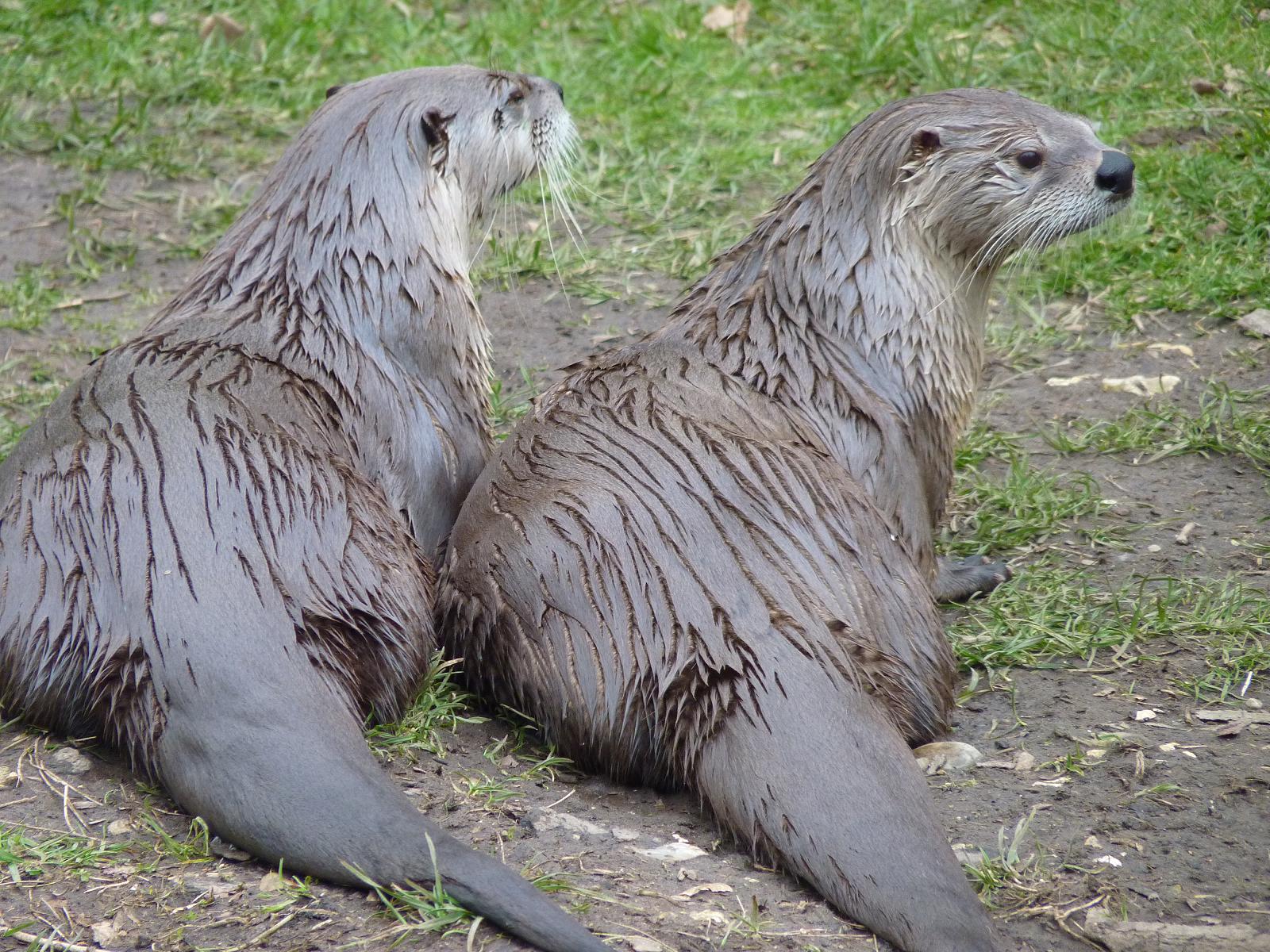 American River Otters
