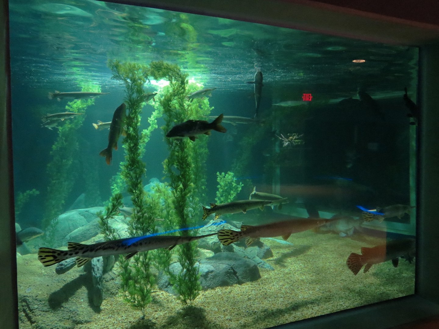 American Rivers - Gars Exhibit