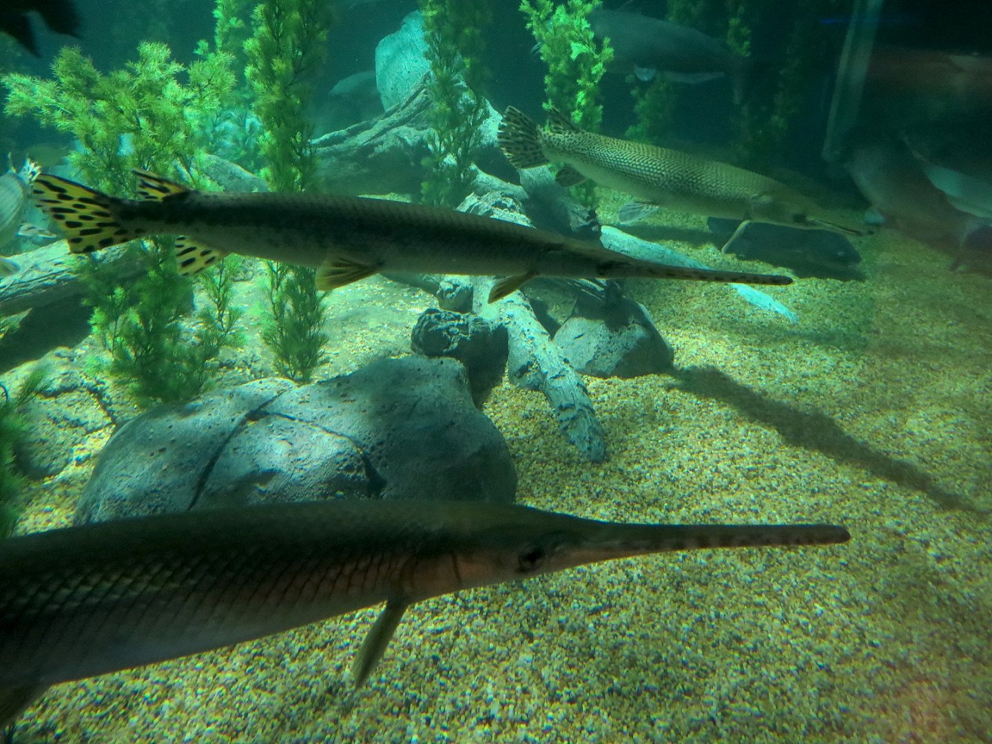 American Rivers - Gars Exhibit