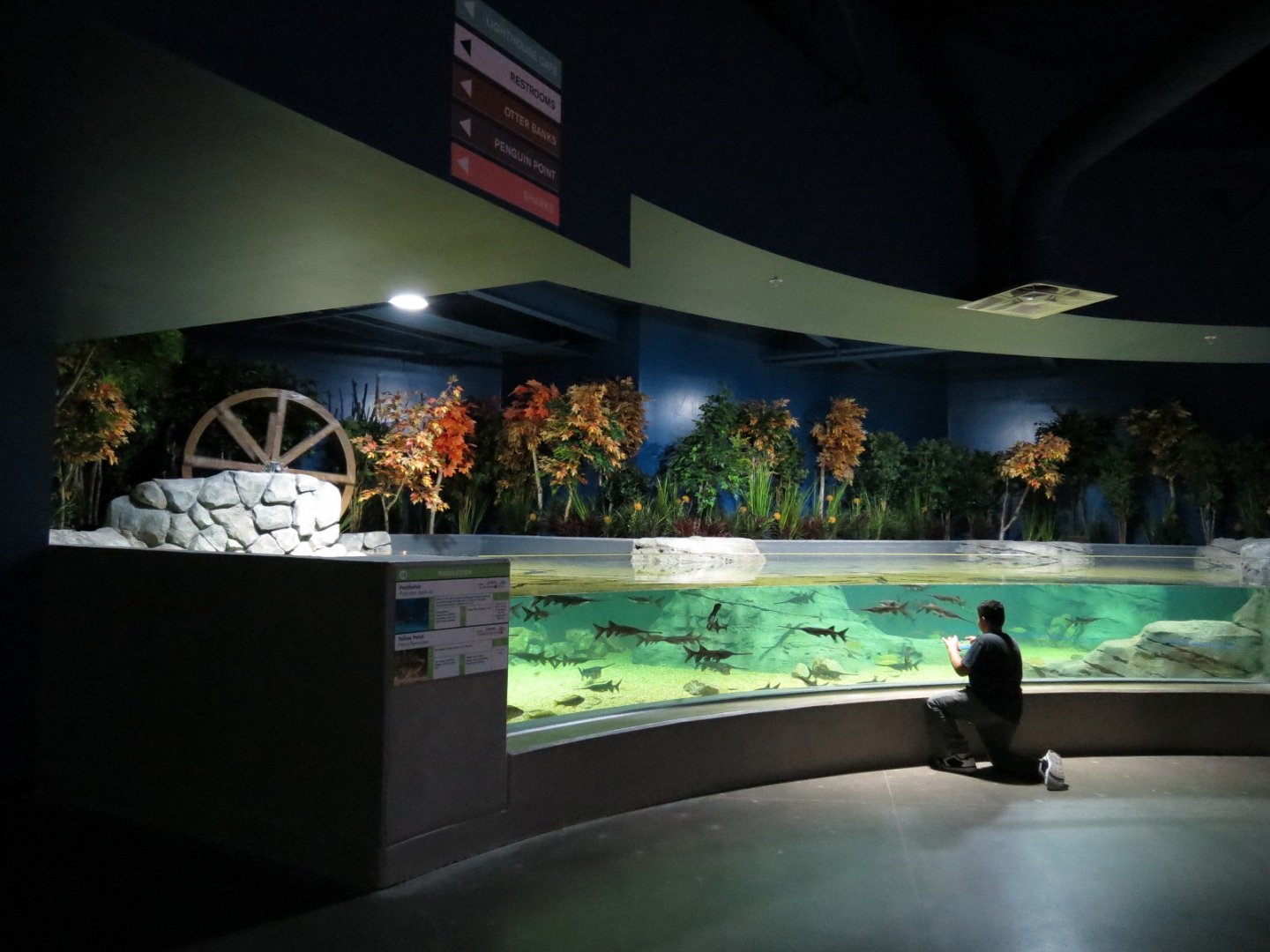 American Rivers - Paddlefish Exhibit