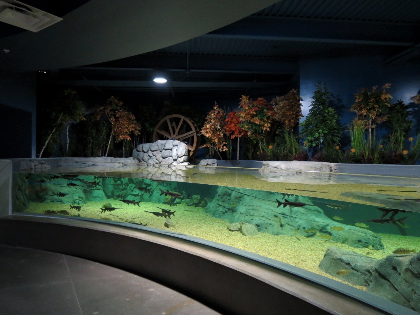American Rivers - Paddlefish Exhibit
