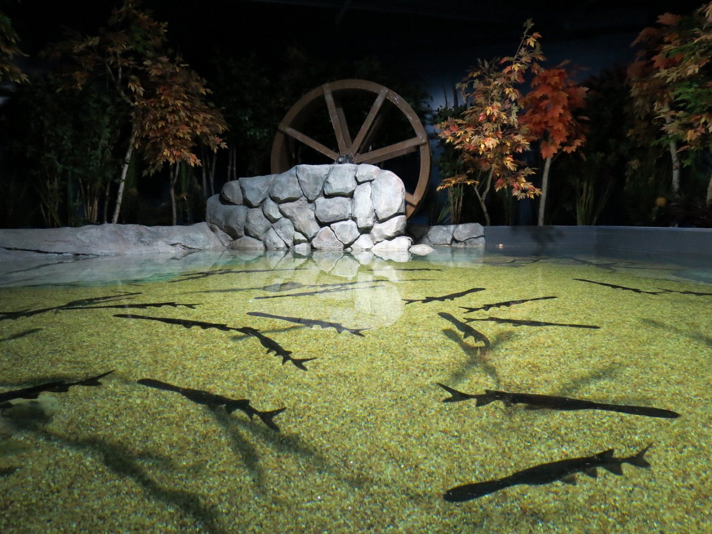 American Rivers - Paddlefish Exhibit