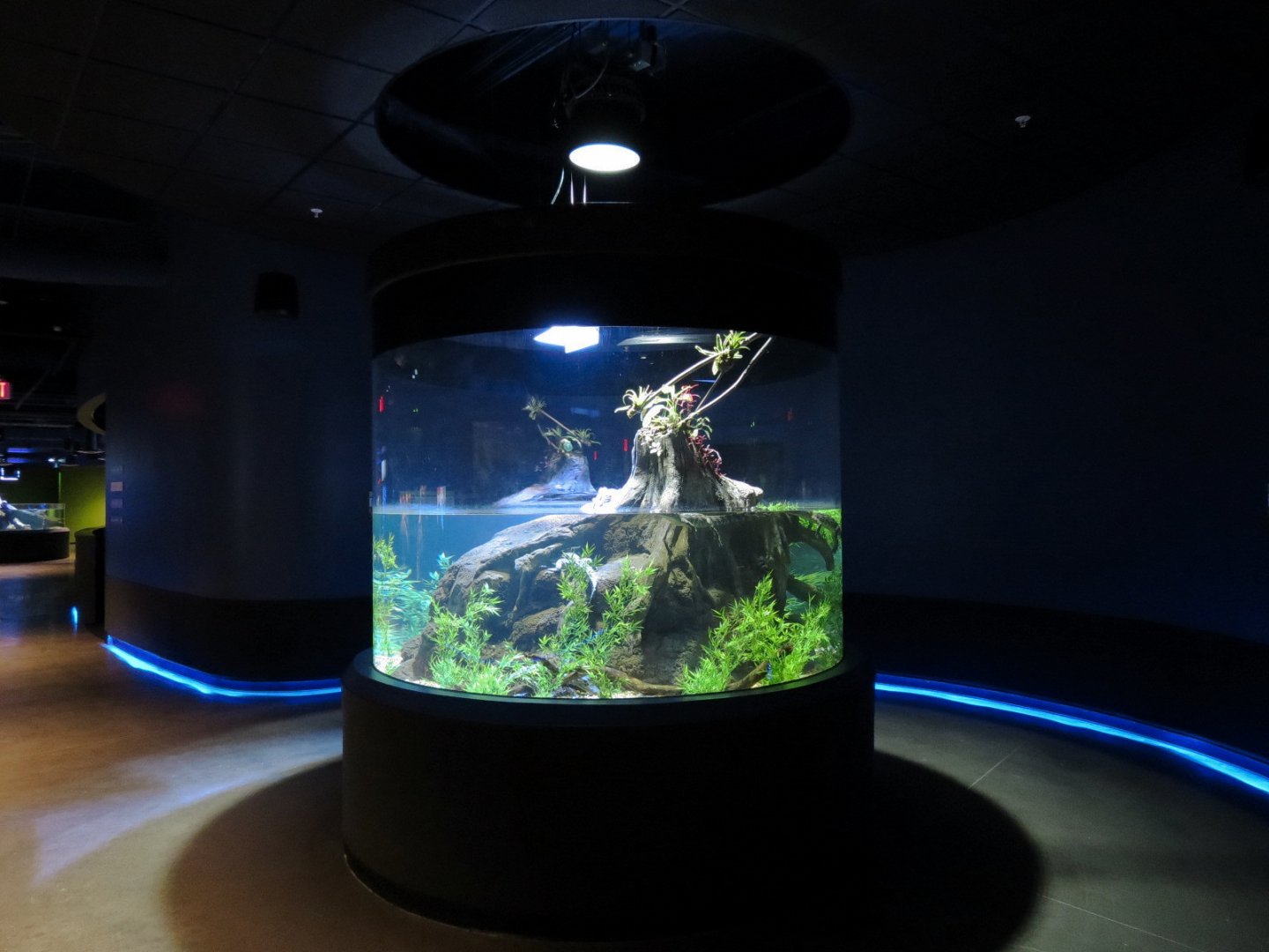 American Rivers - Siamese Crocodile Exhibit