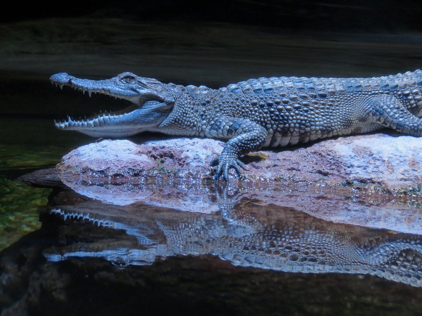 American Rivers - Siamese Crocodile Exhibit
