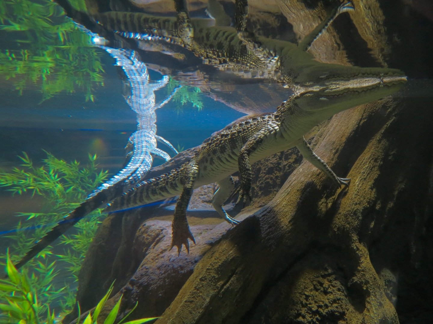 American Rivers - Siamese Crocodile Exhibit