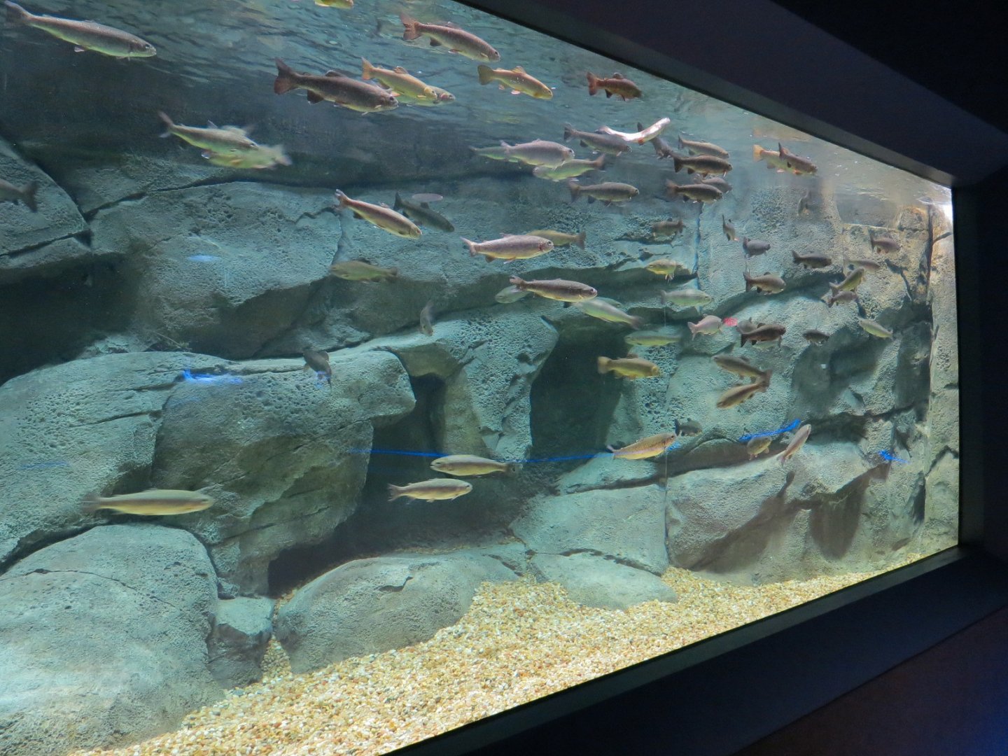 American Rivers - Trout Stream Exhibit