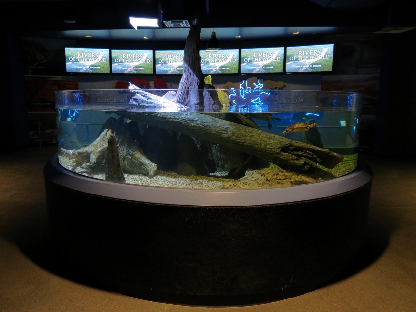 American Rivers - Turtles Exhibit