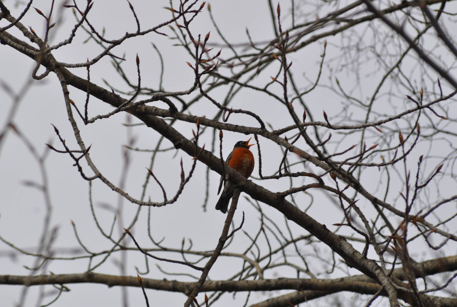 American Robin - Alaska