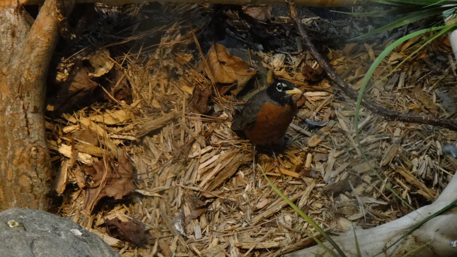 American robin at Museum of life and science 2015-1-31