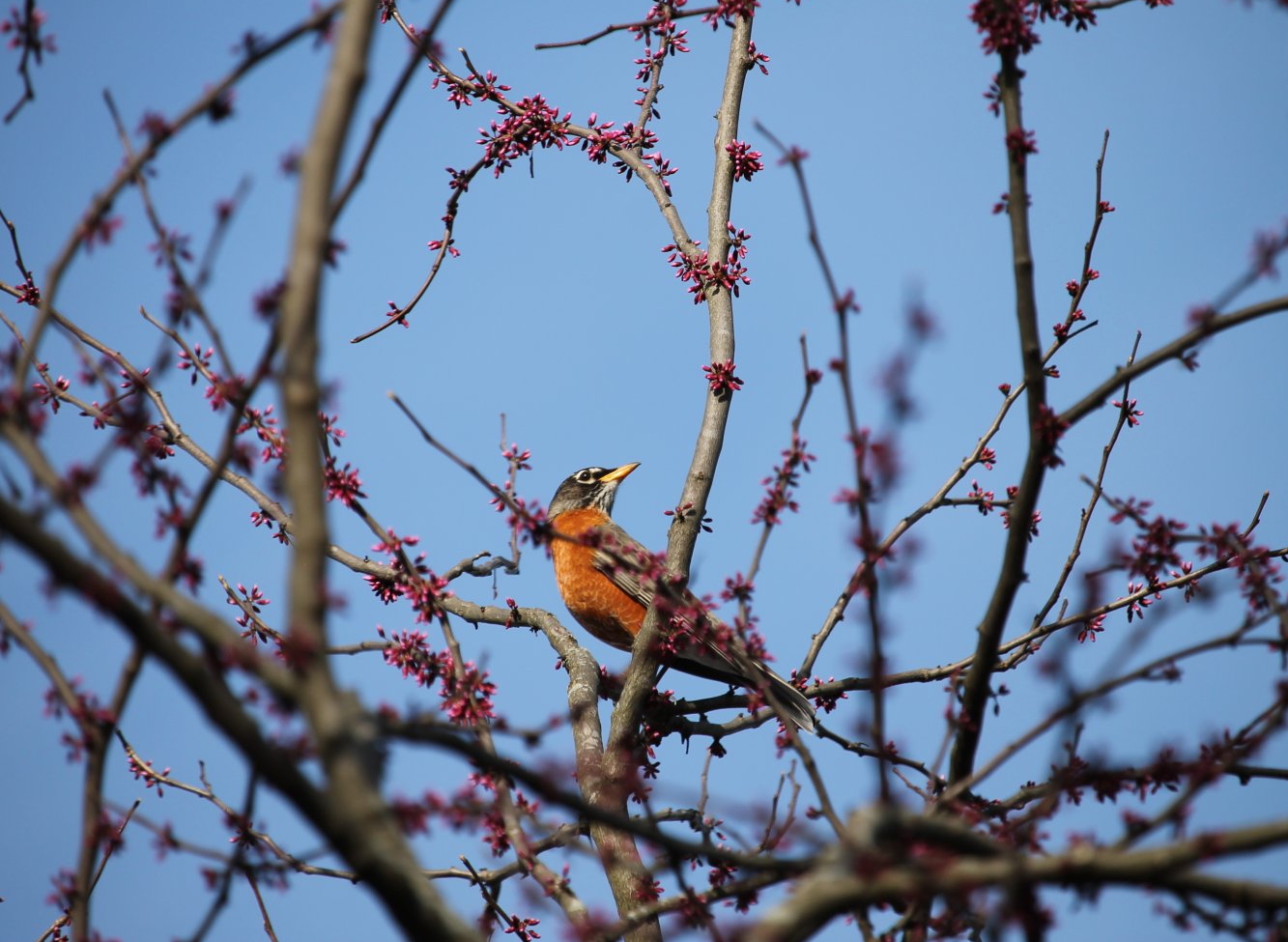 American Robin in a redbud tree