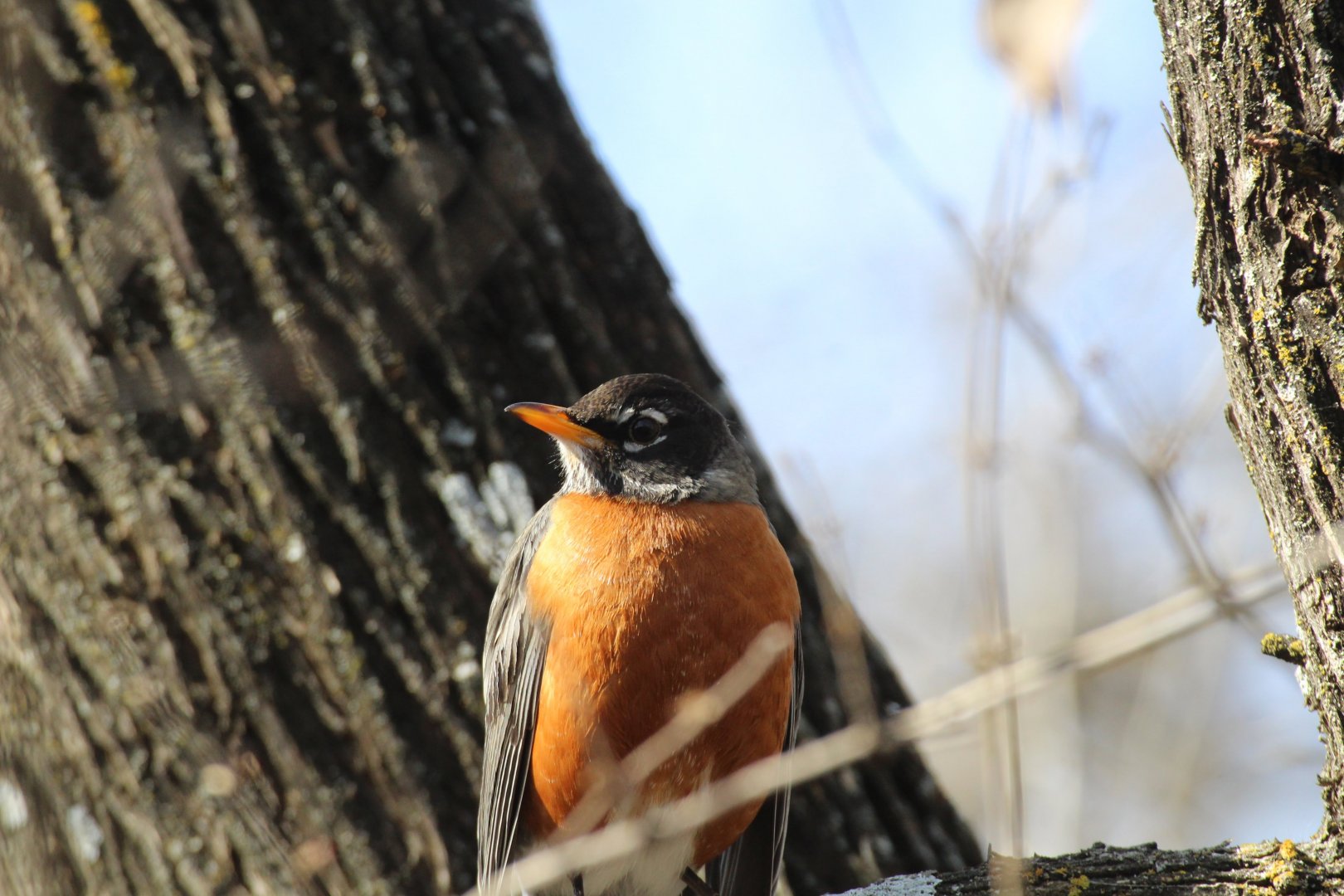 American Robin (nominate)