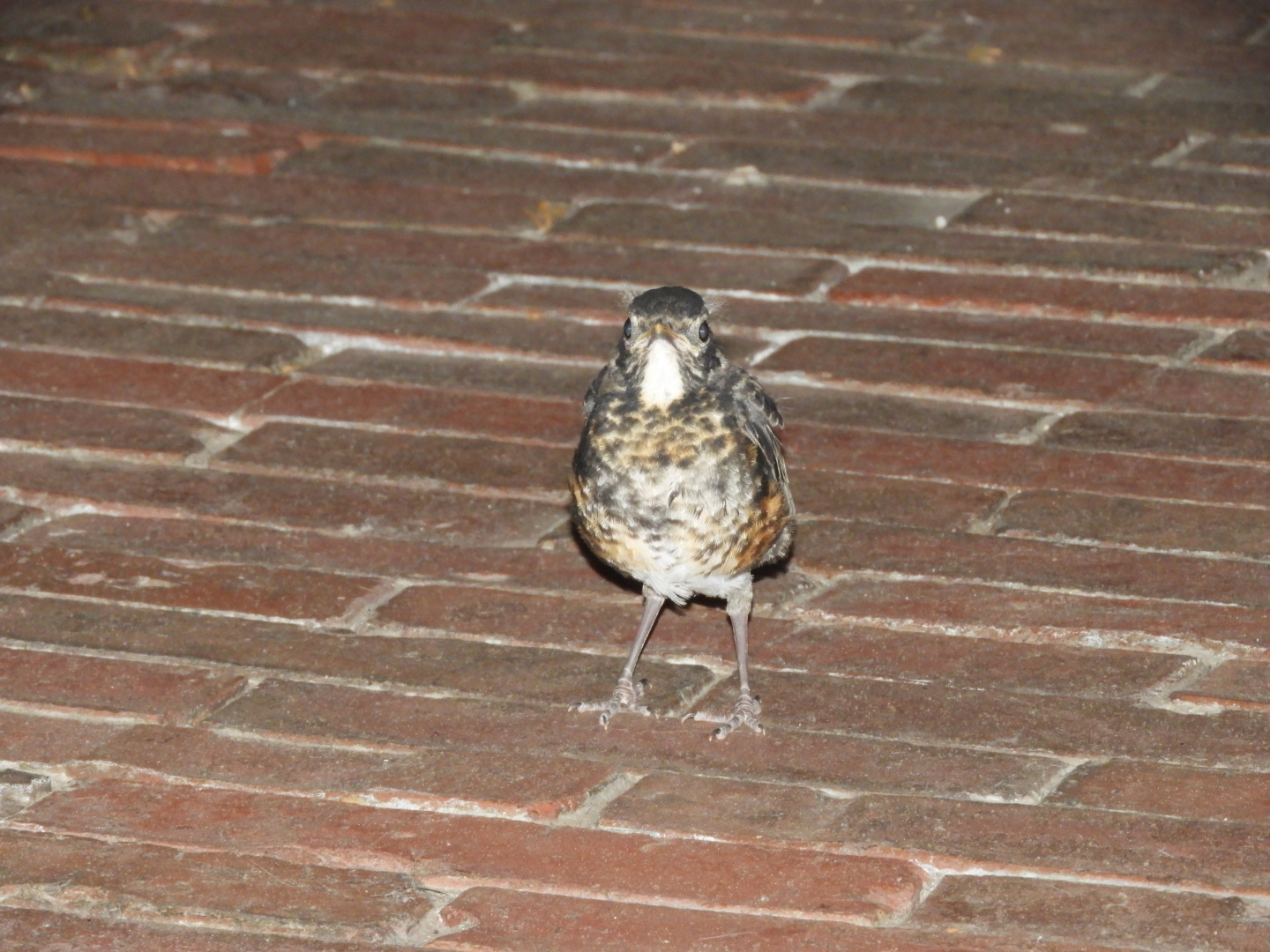 American Robin (Turdus migratorius) fledgling