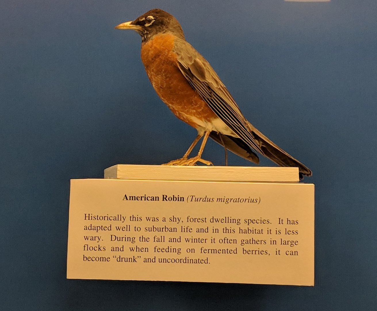 American robin (Turdus migratorius)