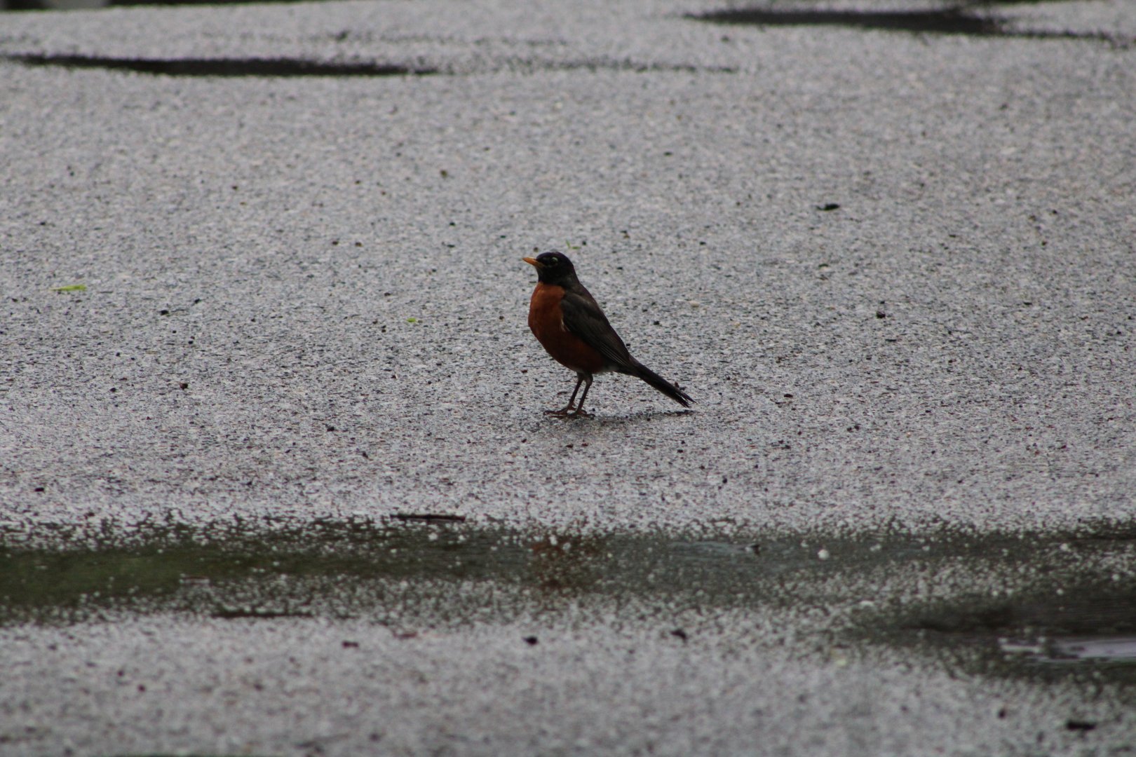 American Robin (Turdus migratorius)